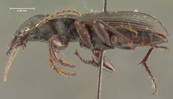 Media type: image;   Entomology 33052 Aspect: habitus lateral view